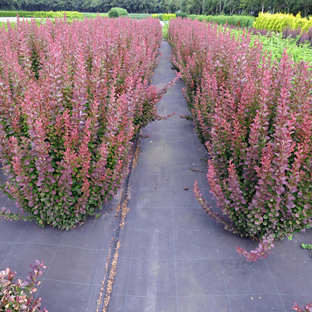 Berberis