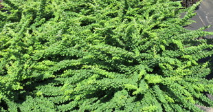 Berberis